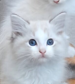 Kocourci ragdoll s PP