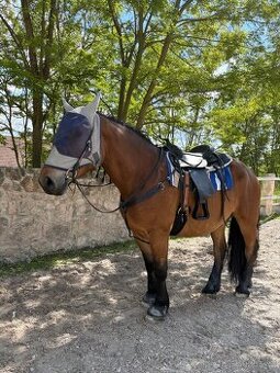🐴 Pronájem koníka – Českomoravský belgik, 6 let 🐴