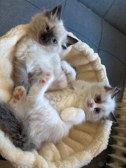 Koťata Ragdoll