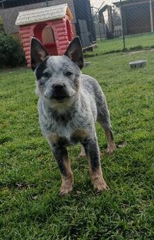 Australsky honacky pes