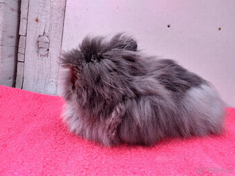 zakrslí králíčci  Teddy s PP- dospělí