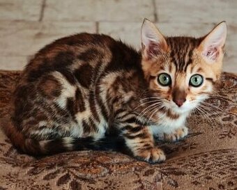 BENGÁLSKÁ KOČKA - kotě, kocourek s PP