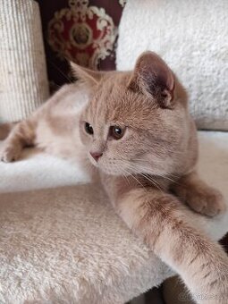 Britská koťata britské kotě