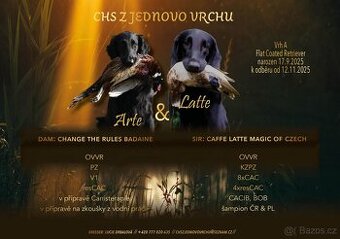 Štěňata Flat Coated Retriever s PP