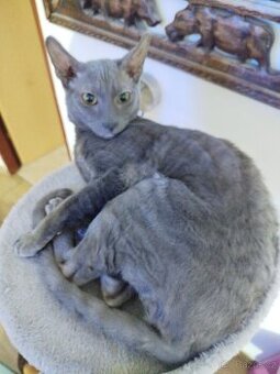 Cornish rex koťátko bez PP