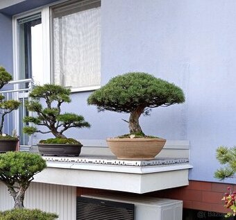 Borovice lesní bonsai