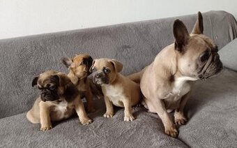 Francouzský buldoček