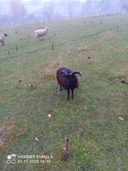 Qesantsly beránek - 1