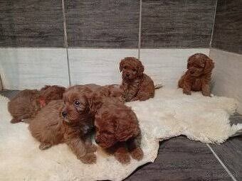 Cavapoo