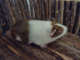 Morčata/morče-holka 2