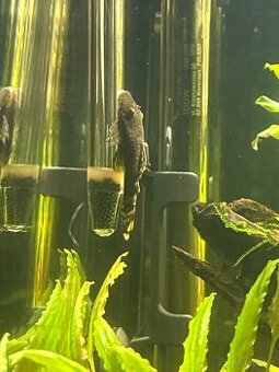 Daruji 2x prisavníka - 1