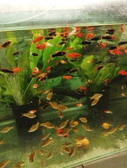 prodej novinek ze dvora - 1