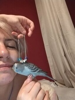 Poptavam Andulku na dokrmeni - 1