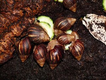 Oblovka (Lissachatina immaculata)