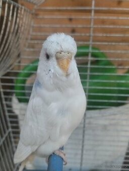 Loňská samička - 1