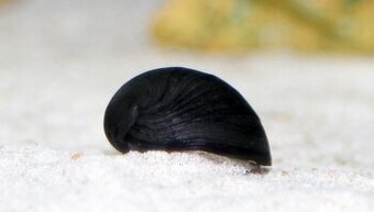 Řasožraví šneci - 1