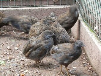 Křepelka čínská prodej