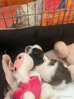 Prodám štěňátka shih-tzu