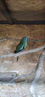 Neoféma modrohlavá