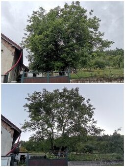 Zdravotní řez ořešáků