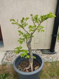Yanadori, bonsai Lípa Tilia cordata - 1