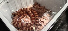 Korálovky-lampropeltis mexicana thayeri