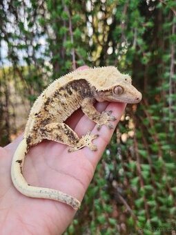 Dospělá samice - pagekon řasnatý / ciliatus