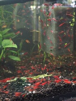 Neocaridina Red Cherry