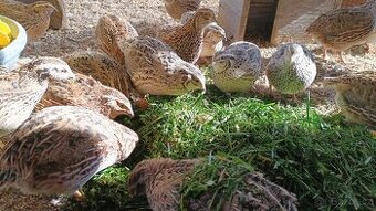 Násadová vejce masných křepelek divoce zbarvených