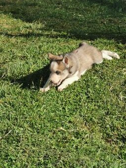 Sibiřský Husky - štěňátka