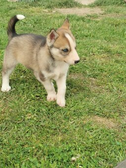 Sibiřský Husky - štěňátka