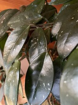 Hoya - nenáročná pokojovka
