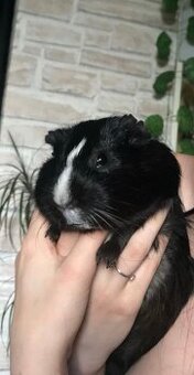 Morče