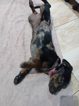 Mija