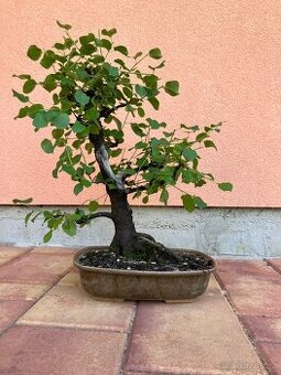 Bonsai, Bonsaj, mahalebka, solitéra