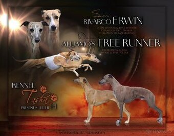 Whippet s PP