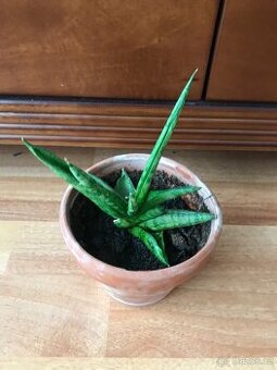 Sansevieria v keramickém květináči
