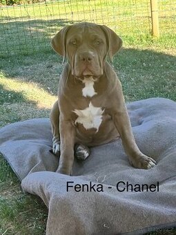 American Bully