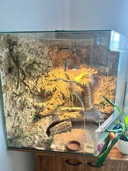 Terarium
