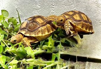 Želva ostruhatá (Centrochelys sulcata)