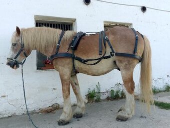 Prodám párové postroje