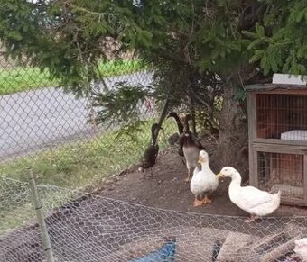 Prodám Indické Bežce