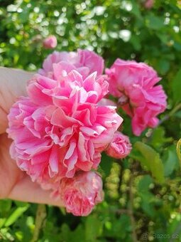 Růže růžová popínavá