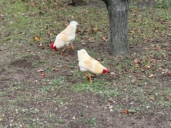 Daruji kohouta / kohouty