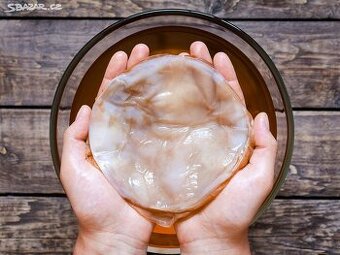 Kombucha - houba pro výboru nápoje