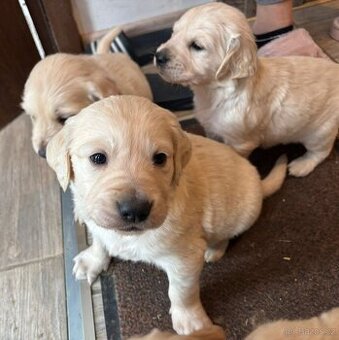 Zlatý retrívr bez PP