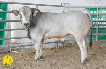 Plemenný býk Piemontese