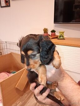 Jezevčík trpasličí dlouhosrstý