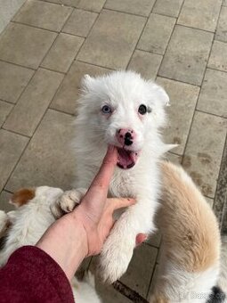 Border kólia šteniatka