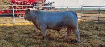 Plemenný býk Charolais